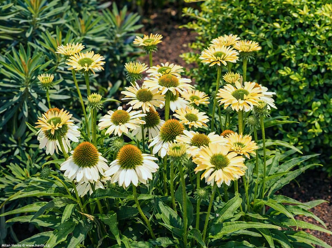 echinacea Sombrero Sandy Yellow 2026 5 edit.jpg