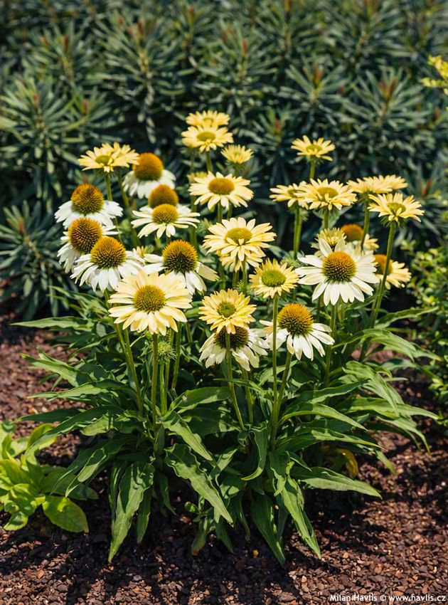 echinacea Sombrero Sandy Yellow 2026 6 edit.jpg