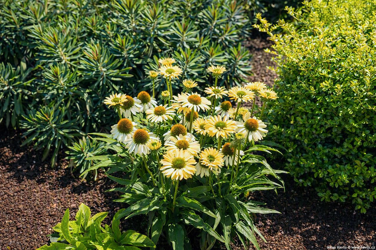 echinacea Sombrero Sandy Yellow 2026 7 edit.jpg