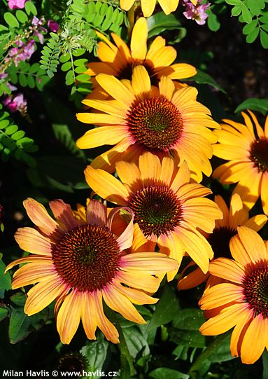 Echinacea 'Ifecsscle' SUNSEEKERS CLEMENTINE