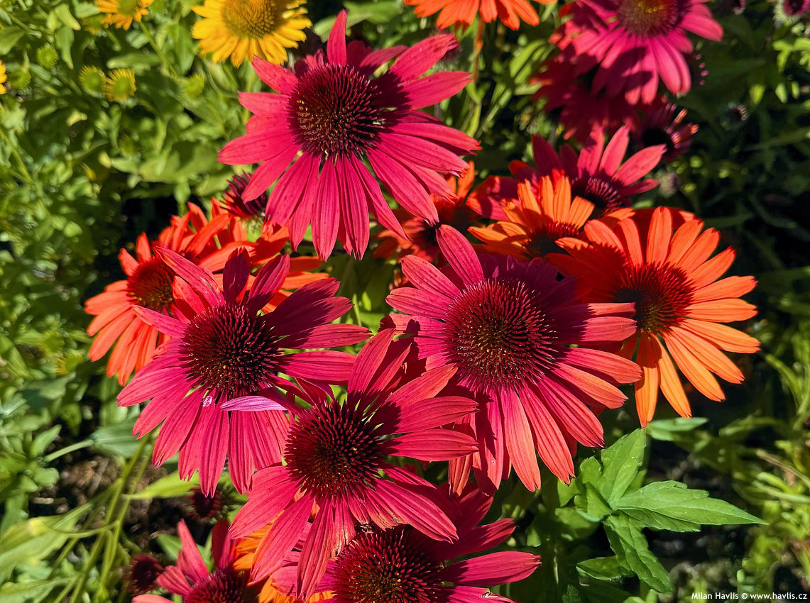 echinacea purpurea Sunmagic Vintage Orange 2026 (1).jpg