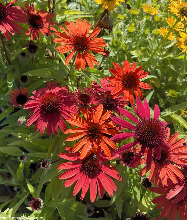 echinacea purpurea Sunmagic Vintage Orange 2026 (2).jpg