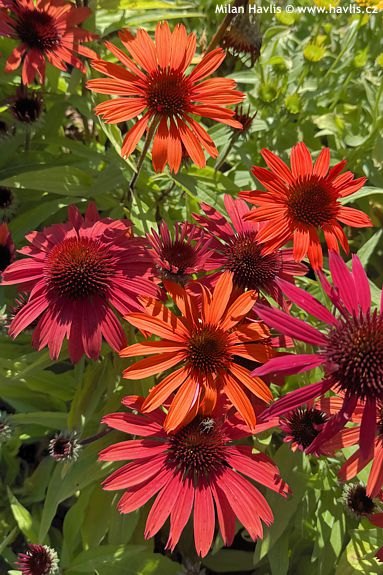 Echinacea purpurea 'Bullechi 11' SUNMAGIC VINTAGE ORANGE