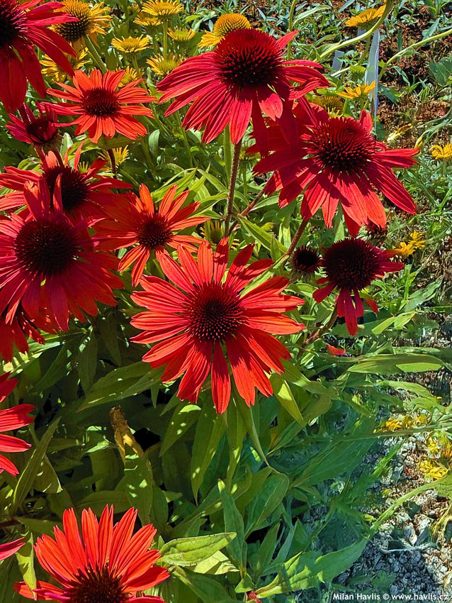echinacea purpurea Sunmagic Vintage Orange 2026 (4).jpg