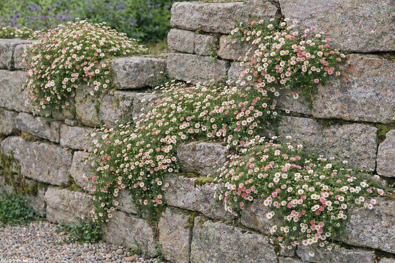 erigeron karvinskianus Bütenmeer 2026 AIGI 1.jpg