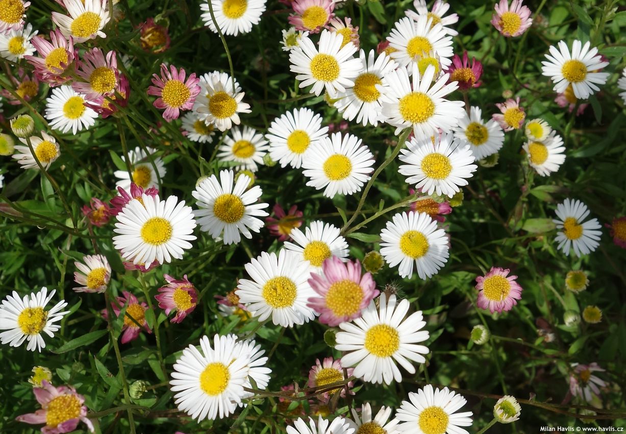 erigeron karvinskianus Blütenmeer 2016 1.jpg