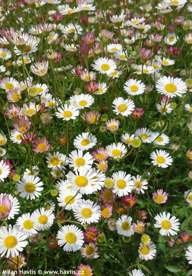 Erigeron karvinskianus 'BL�TENMEER'