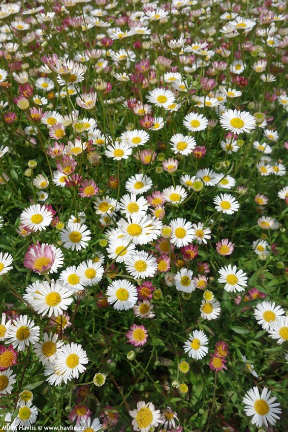 erigeron karvinskianus Blütenmeer 2016 2.jpg