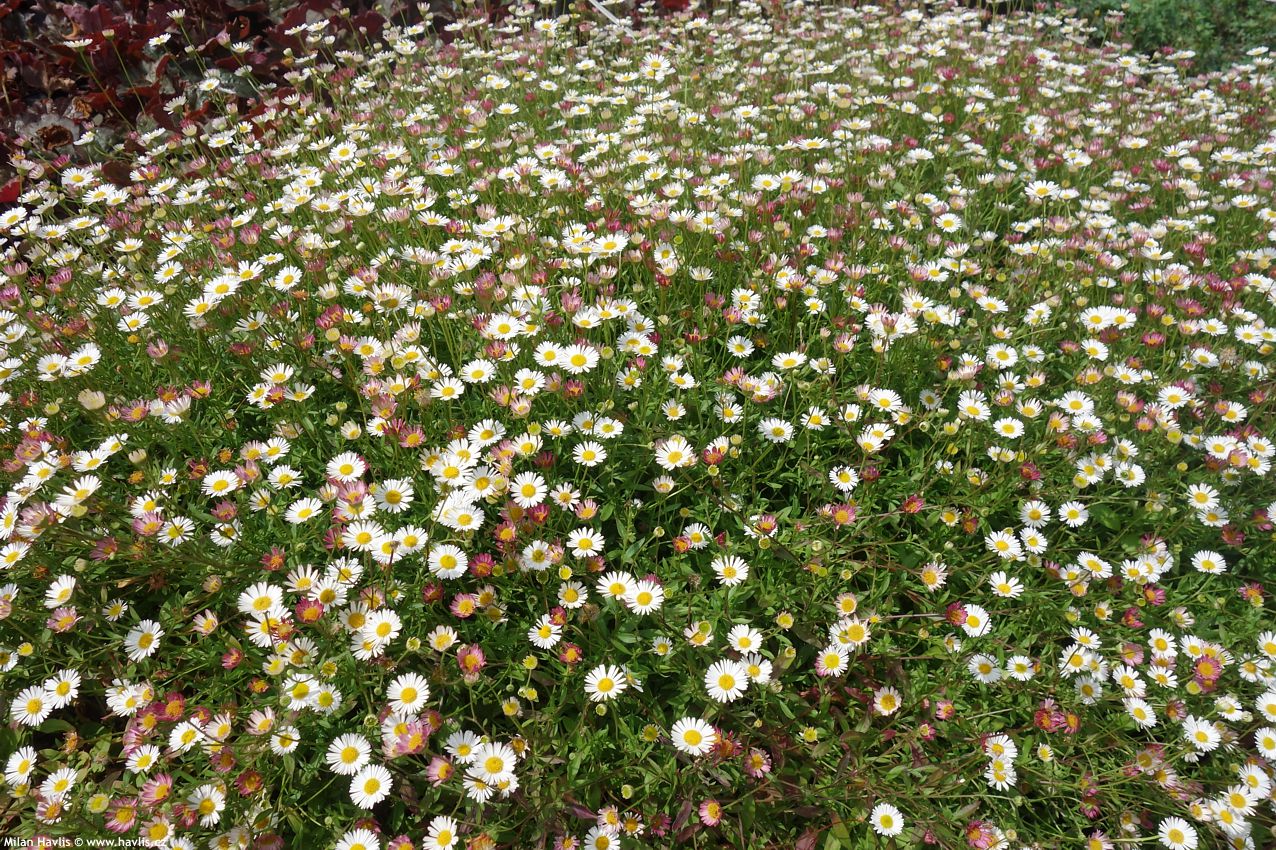 erigeron karvinskianus Blütenmeer 2016 3.jpg
