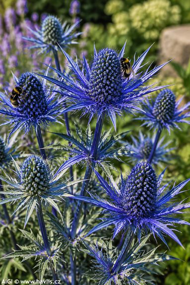 Eryngium 'LAPIS BLUE'