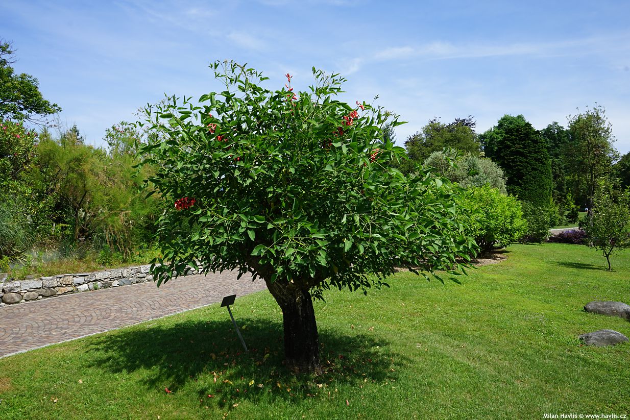 etrithrina crista - galli