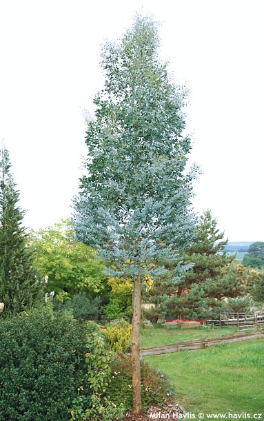Eucalyptus gunnii 'Cagire' AZURA