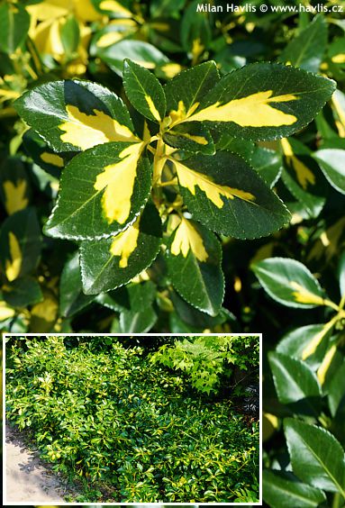 Euonymus fortunei 'Interbolwi' BLONDY&reg;