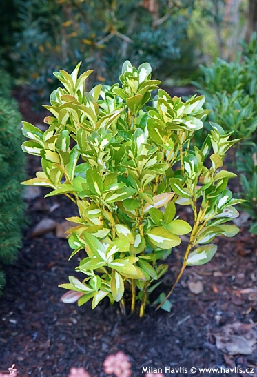 Euonymus japonicus 'GOLD QUEEN'