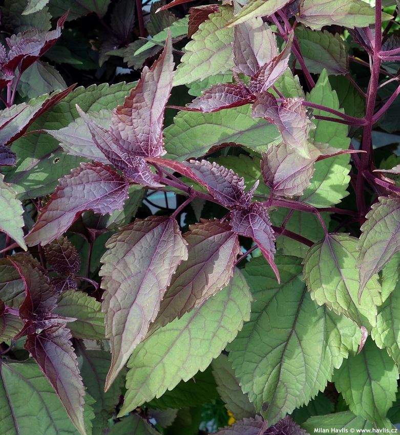 eupatorium rugosum Chocolate 2017 3.jpg