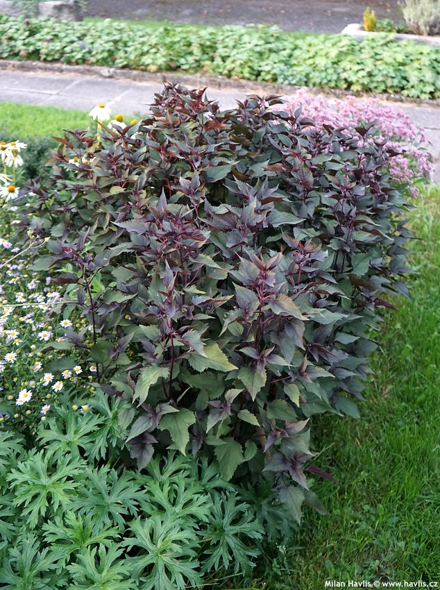 eupatorium rugosum Chocolate 2020 2.jpg