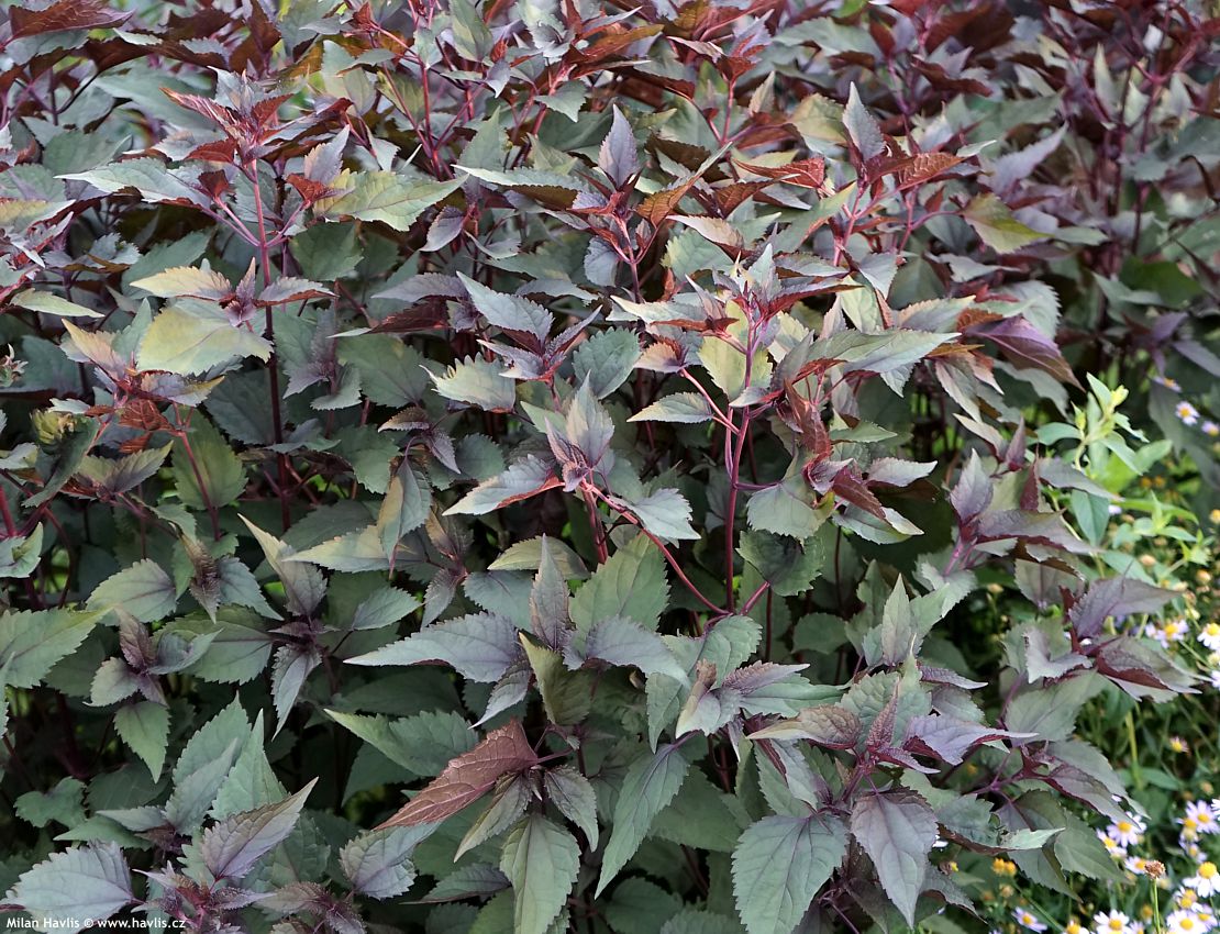 eupatorium rugosum Chocolate 2020 3.jpg
