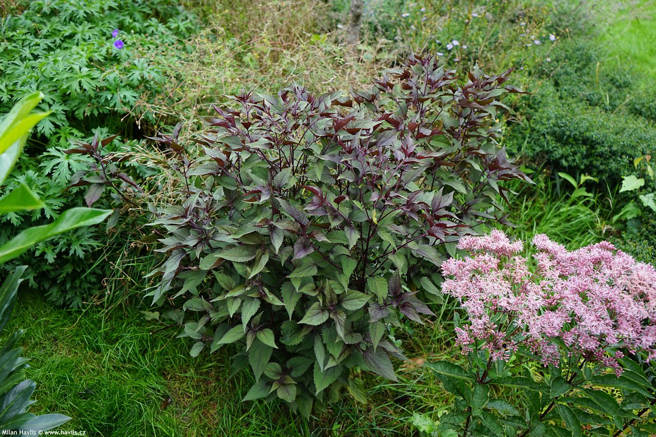 eupatorium rugosum Chocolate 2021 4.jpg