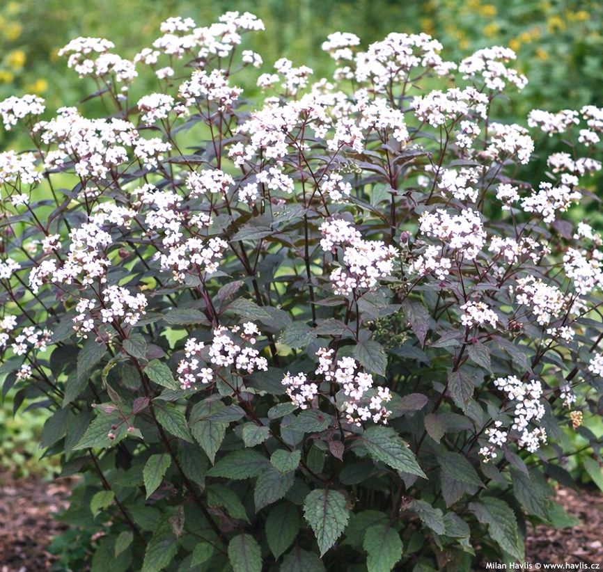 eupatorium rugosum Chocolate 2026 AIGI 1.jpg