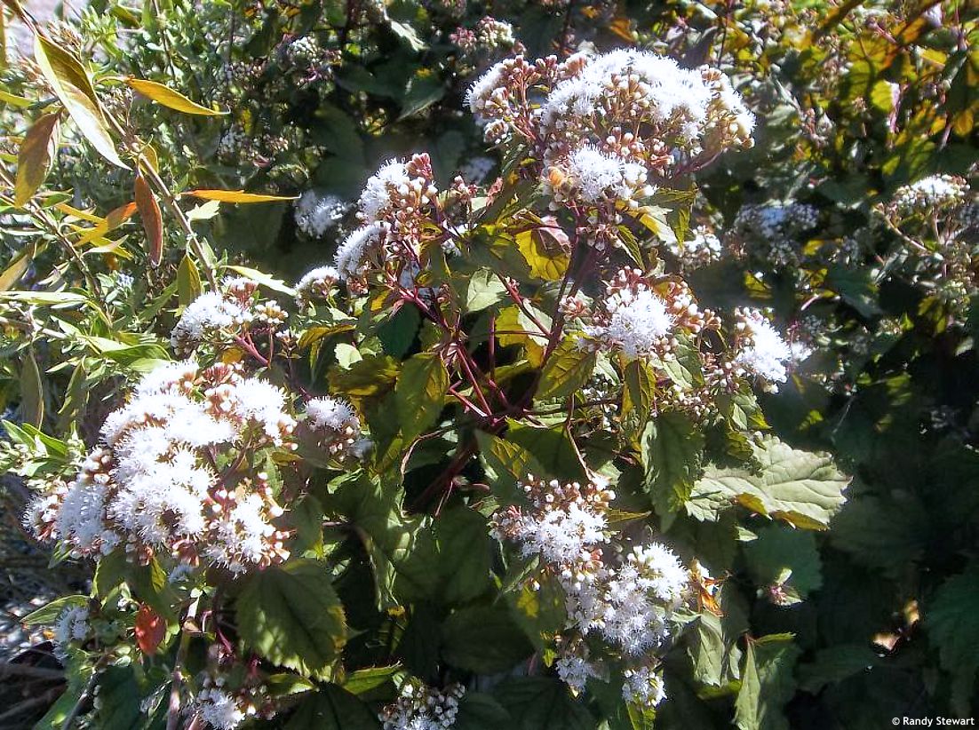eupatorium rugosum Chocolate RANDY 1.jpg