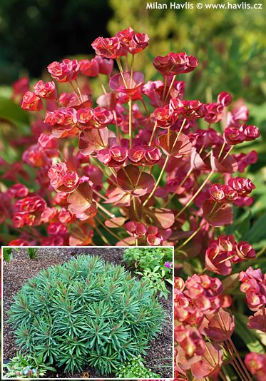 Euphorbia 'GALAXY GLOW'