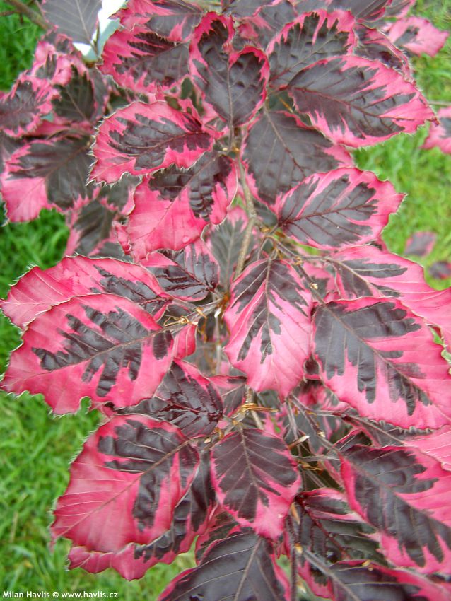 fagus sylvatica Purpurea Tricolor