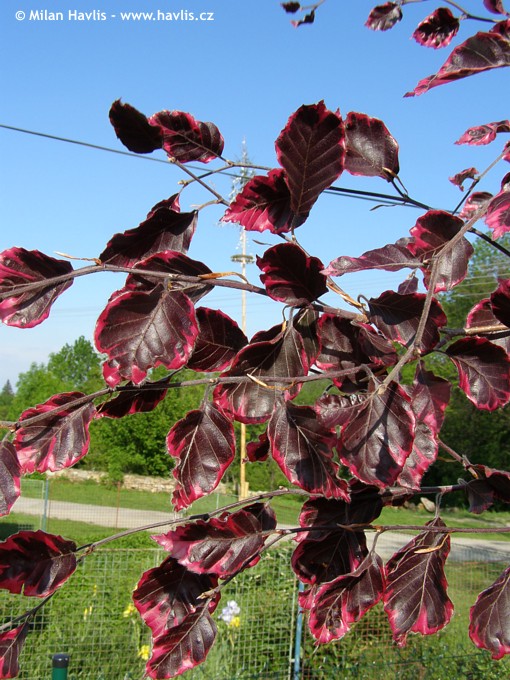 fagus sylvatica Purpurea Tricolor