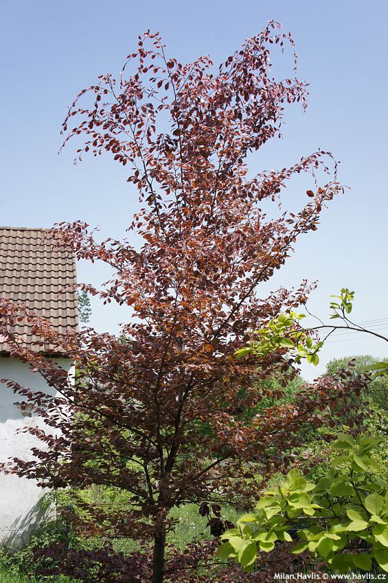 fagus sylvatica Purpurea Tricolor