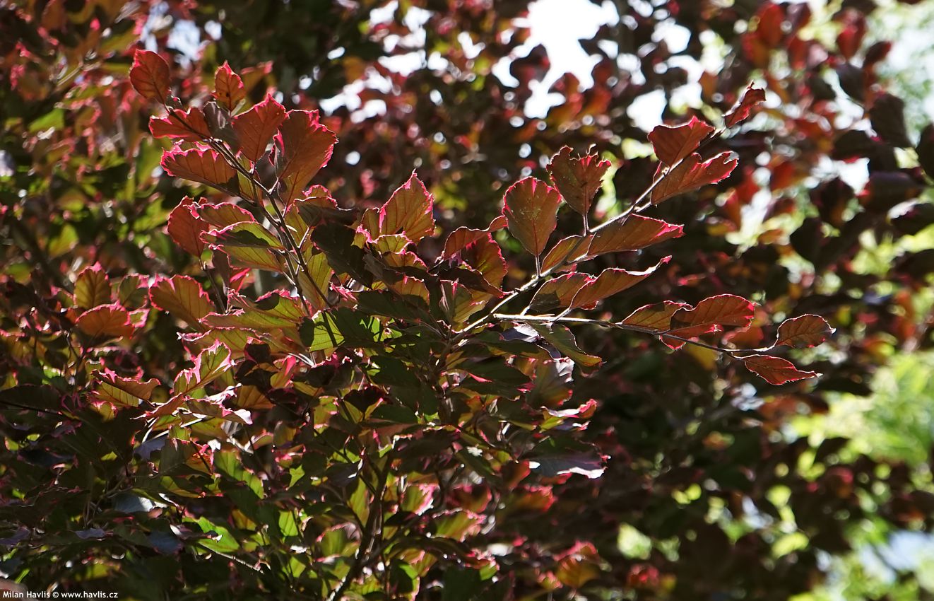 fagus sylvatica Purpurea Tricolor