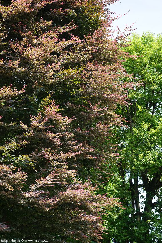 fagus sylvatica Purpurea Tricolor