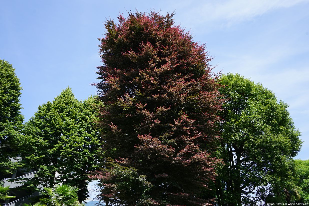 fagus sylvatica Purpurea Tricolor