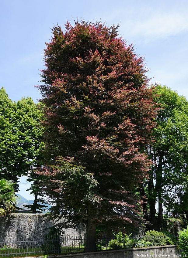 fagus sylvatica Purpurea Tricolor