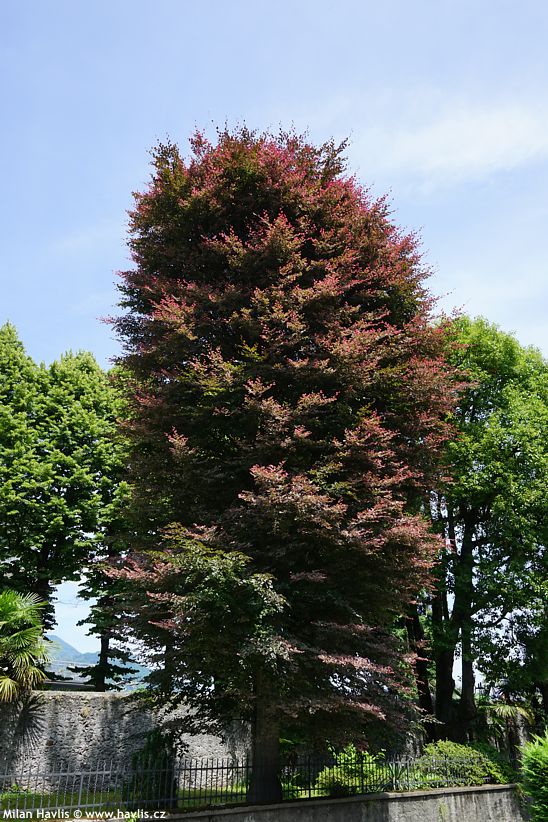 fagus sylvatica Purpurea Tricolor