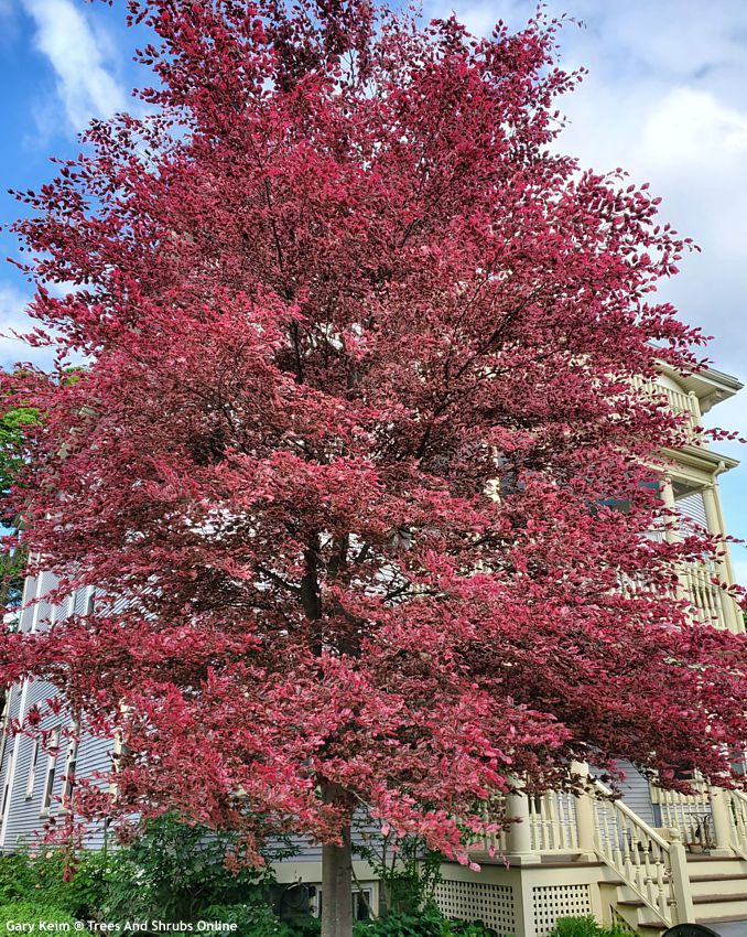 fagus sylvatica Purpurea Tricolor