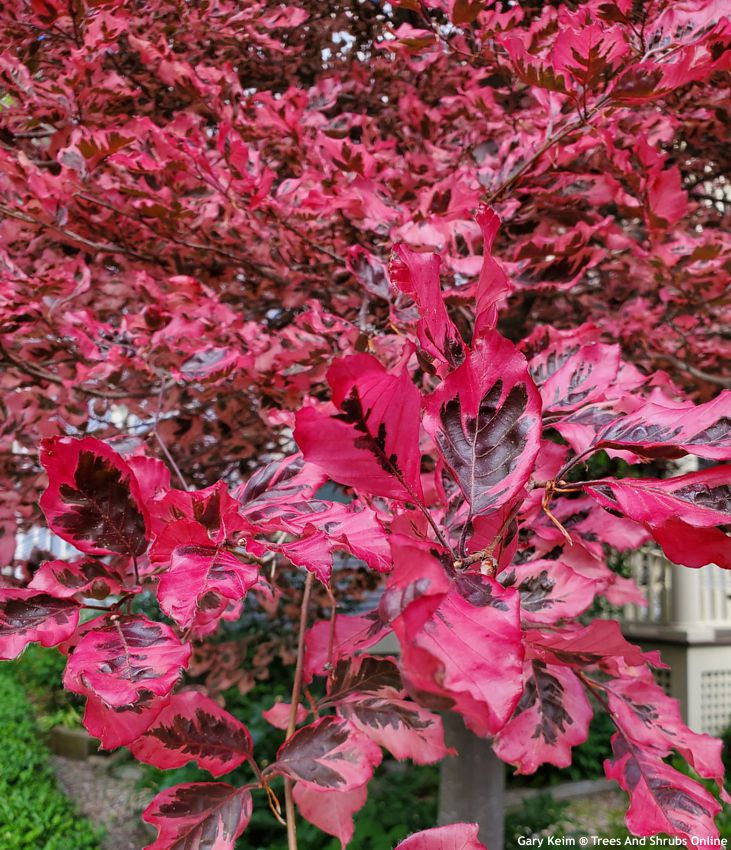 fagus sylvatica Purpurea Tricolor