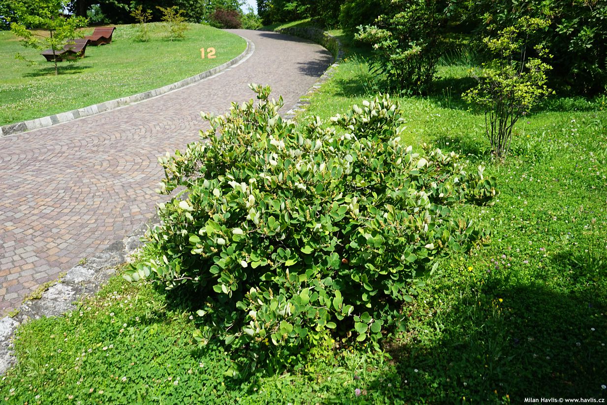 fothergilla major