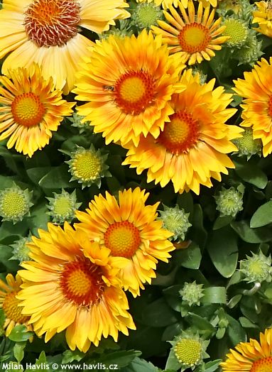 Gaillardia aristata ‘Dogailspinman’ SPINTOP MANGO