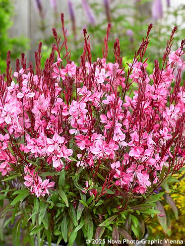 Gaura lindheimeri 'FLAMINGO PINK'