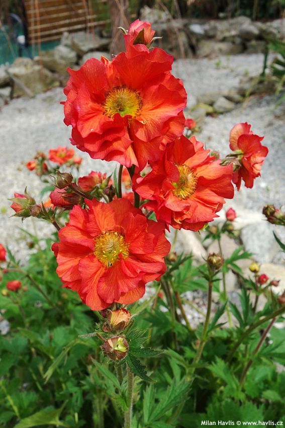 geum Scarlet Tempest