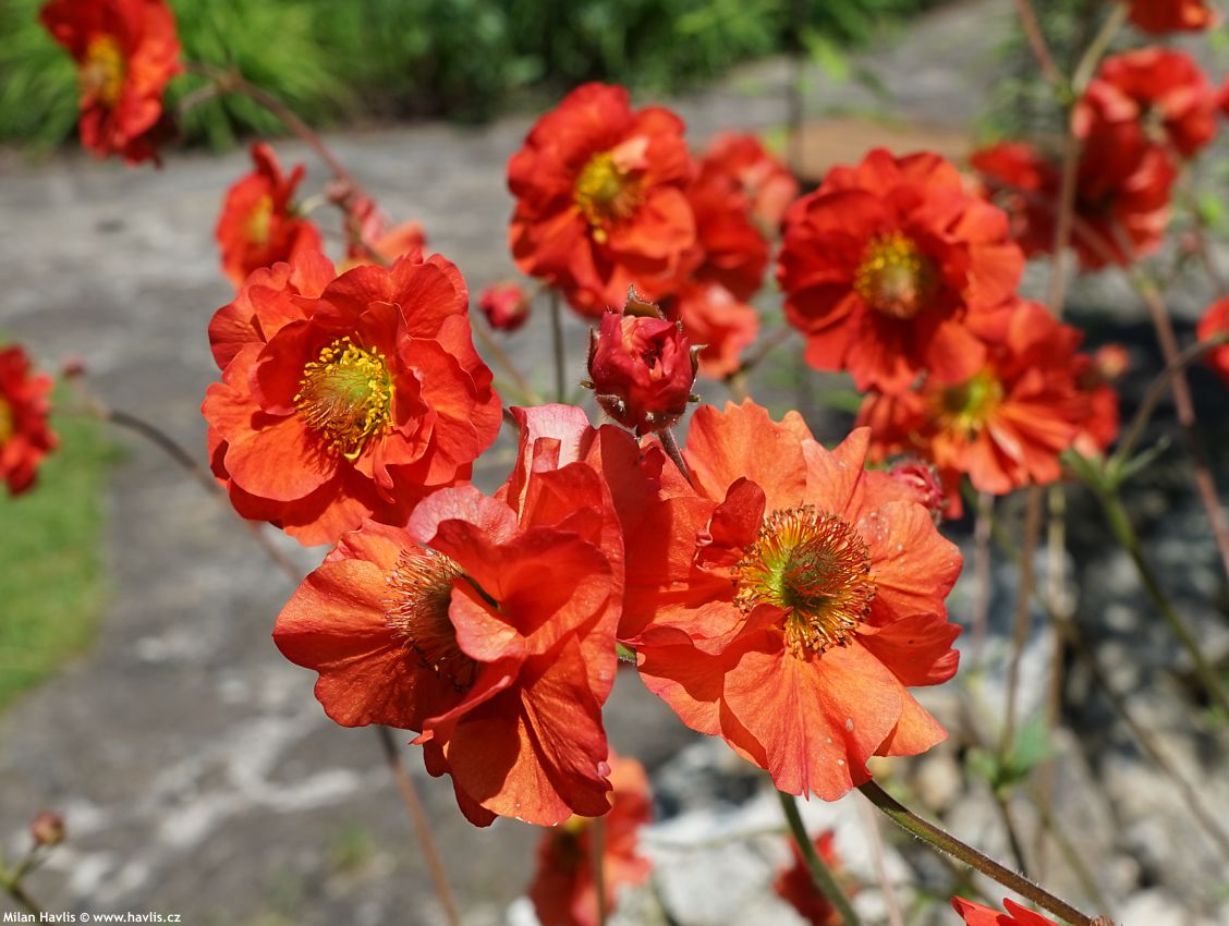 geum Scarlet Tempest