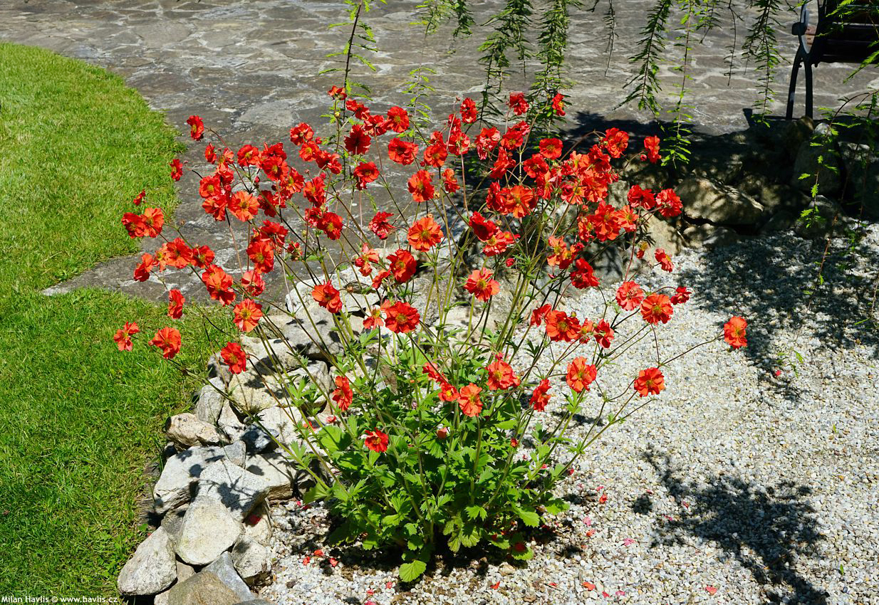 geum Scarlet Tempest