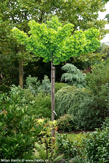 Ginkgo biloba 'TROLL'