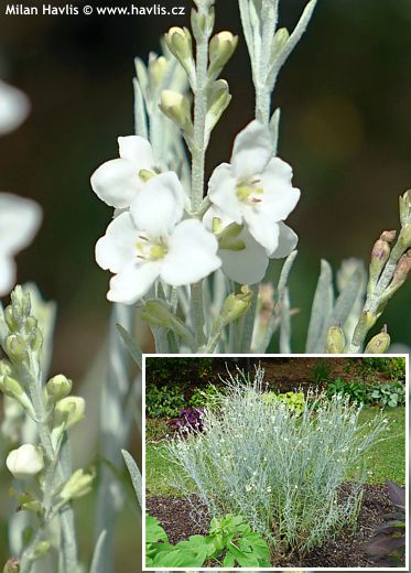 Gomphostigma virgatum 'SILVER BUTTERFLY'