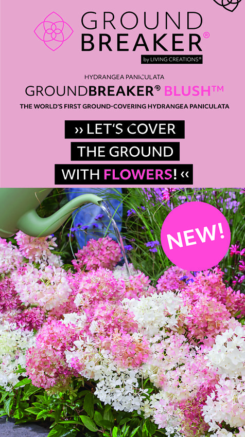 Senzační nová půdopokryvná hortenzie GROUNDBREAKER®