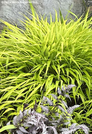 Hakonechloa macra 'ALL GOLD'