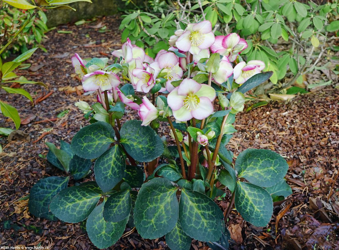 helleborus Frostkiss Magico