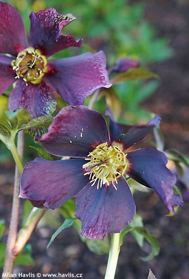 Helleborus orientalis 'PRETTY ELLEN&amp;#174; PURPLE'