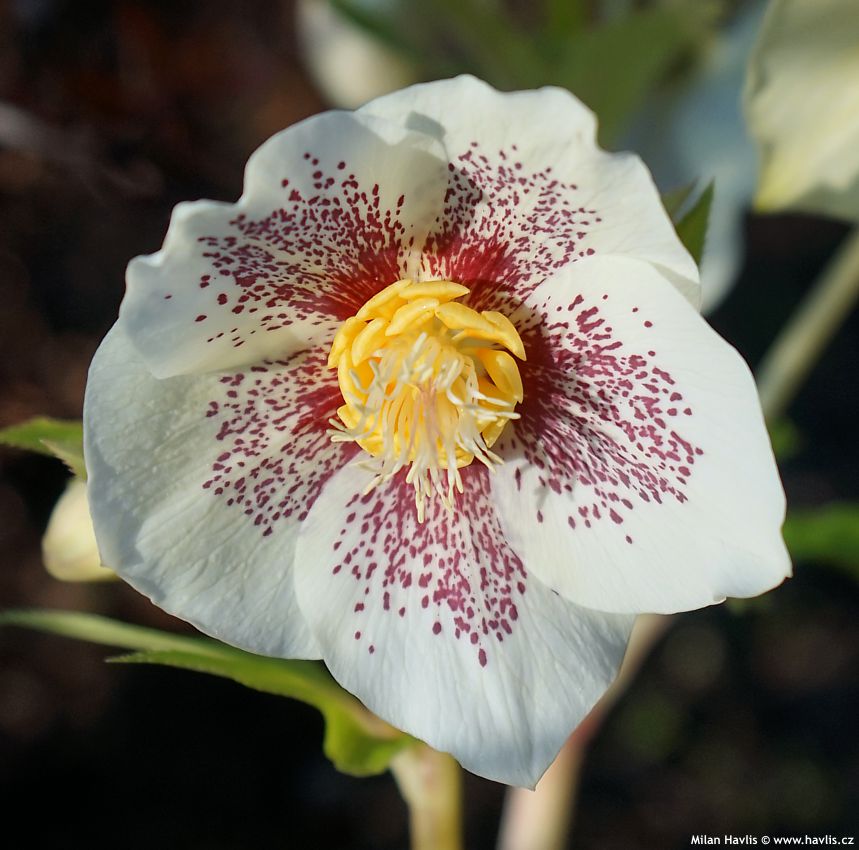 helleborus orientalis Pretty Ellen Yellow Spotted Gold