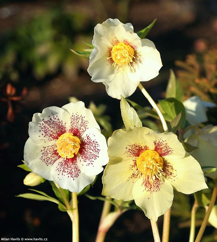 helleborus orientalis Pretty Ellen Yellow Spotted Gold