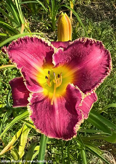 Hemerocallis 'BETTYLEN'